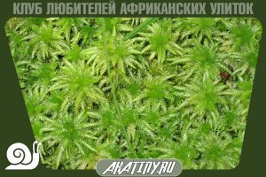Moh sfagnum dlitja ulitki 