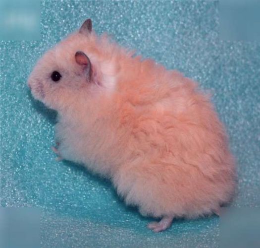 Ангорский хомяк