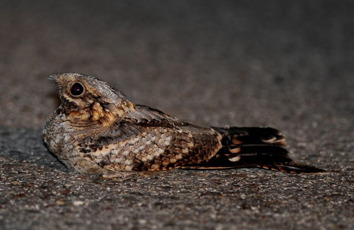 Фотография козодоя красногоркого (Caprimulgus ruficollis