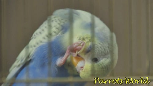 Откушенные ноги
