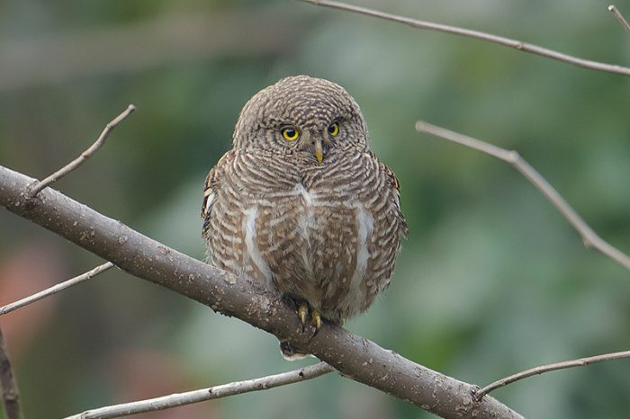 Кукушка воробьиная сова (Glaucidium cuculoides) фото