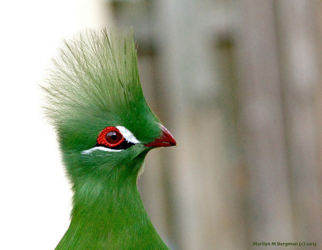 10 птиц с самыми красивыми хохолками