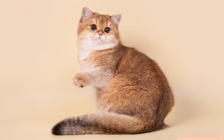 Золотая шиншилла (шотландский закон)