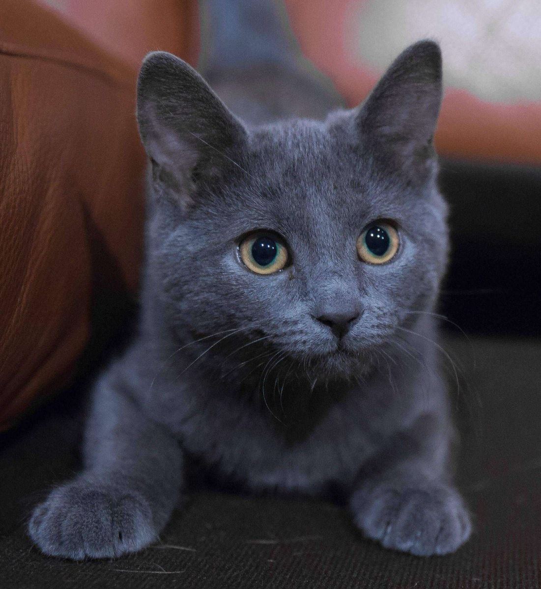 котенок русской голубой породы