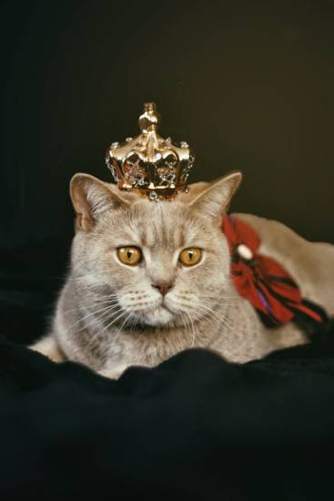 355+ французских имен для кошек и кошек