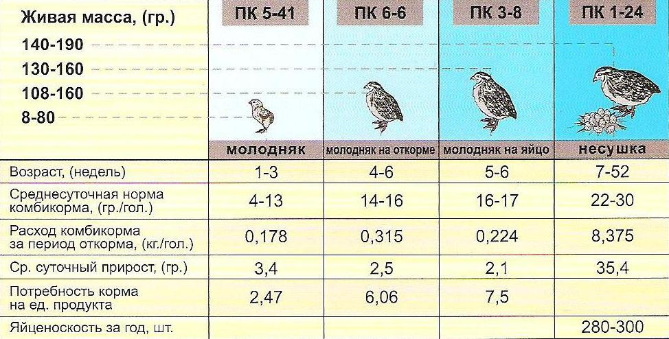 Разведение перепелов