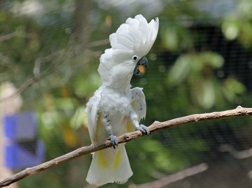 Какаду