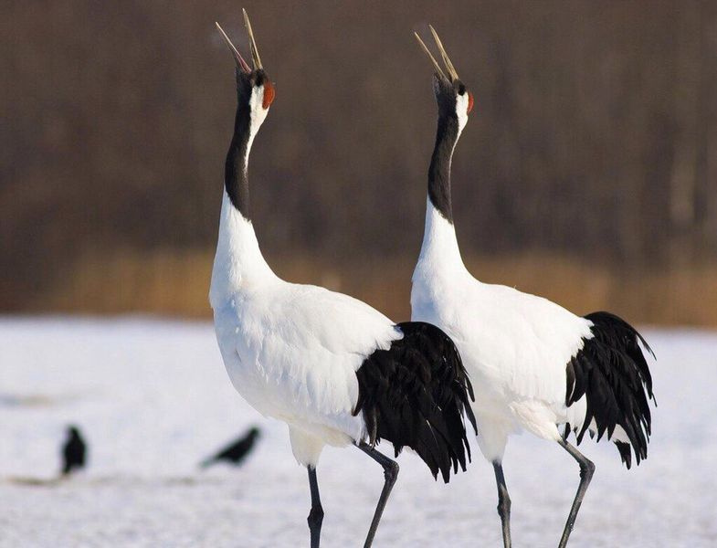 Японский журавль самец и самка