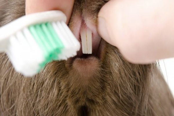 Стоматологическая уход