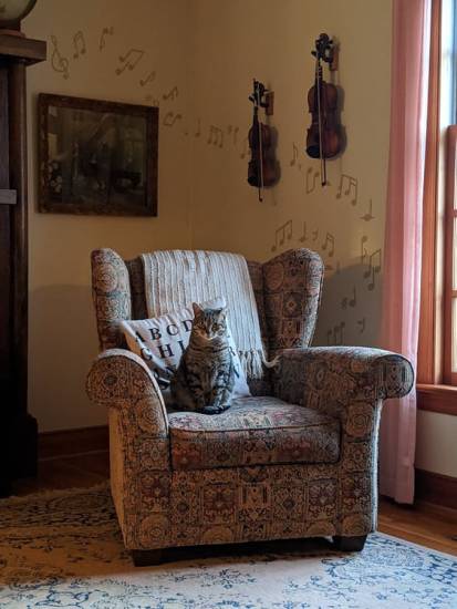 355+ французских имен для кошек и кошек
