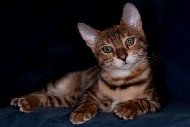 Бенгальский котенок