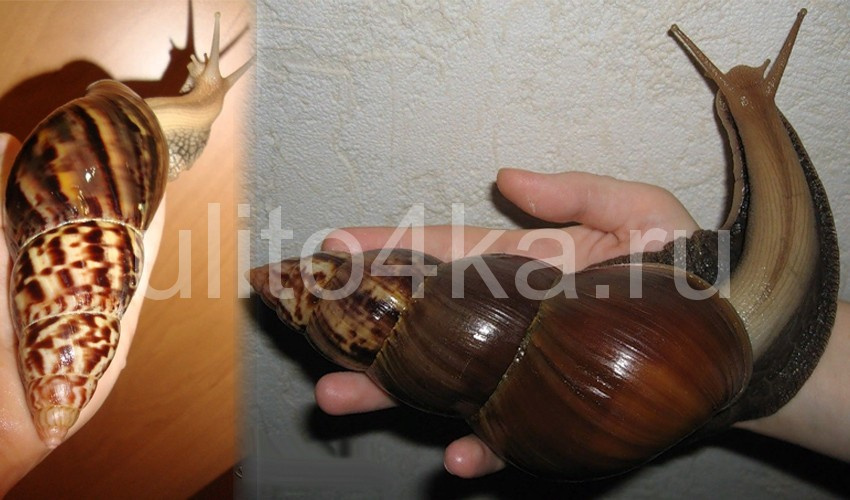 Achatina fulica