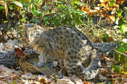 Дальневосточная амурская кошка с добычей