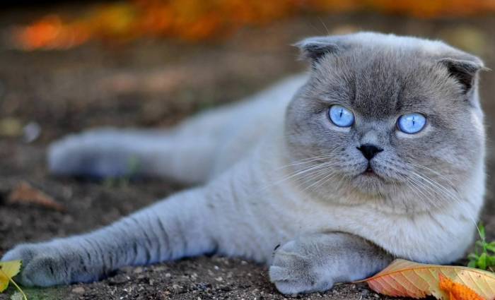 448+ красивых сложенных псевдонимов для кошек