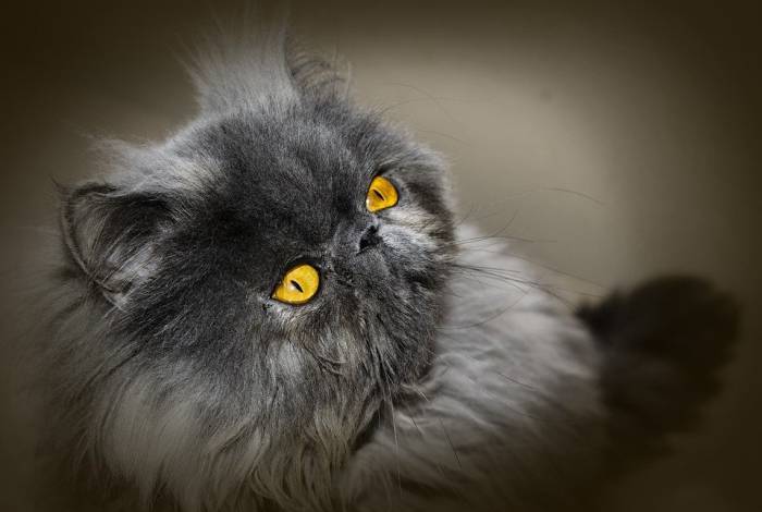 349+ красивых кличков для персидских кошек