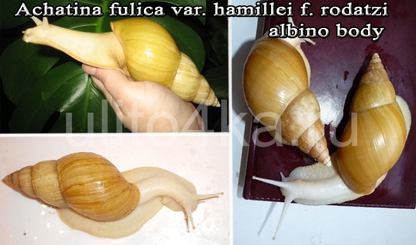 foulika