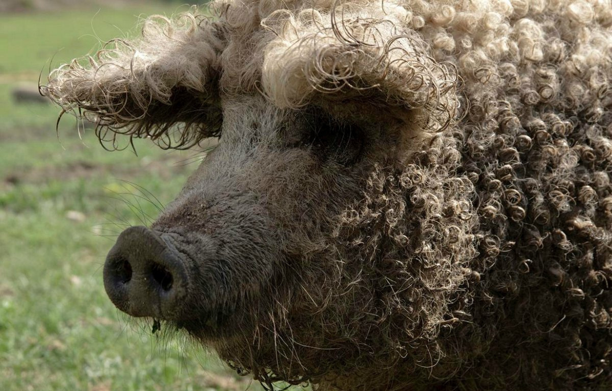 Венгерская мангалица 