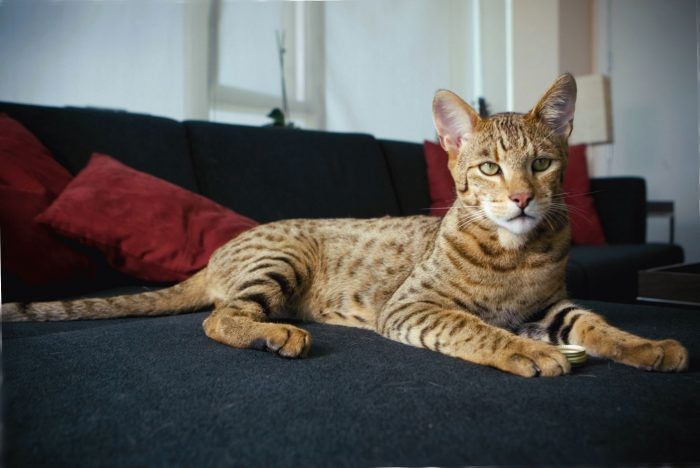Саванна