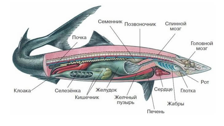 размер и вес мегалодона