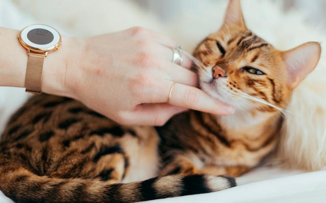 Ласковый котенок