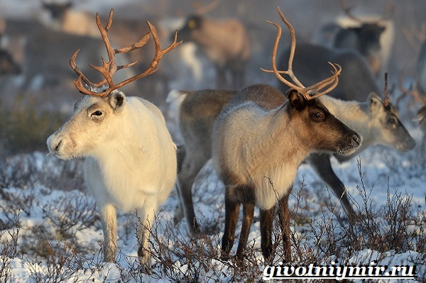 Уральские животные, птицы и растения, красная книга, разнообразие природы