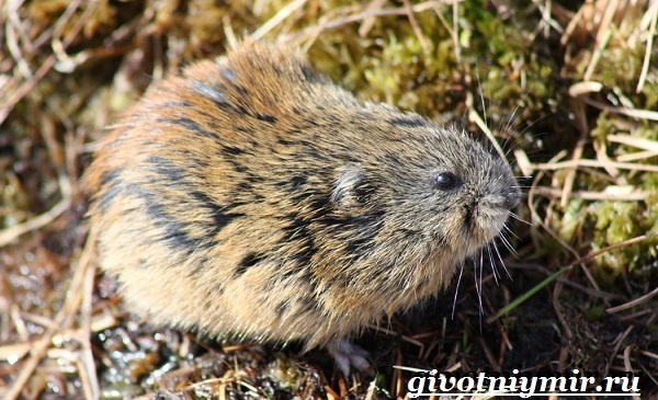 Уральские животные, птицы и растения, красная книга, разнообразие природы