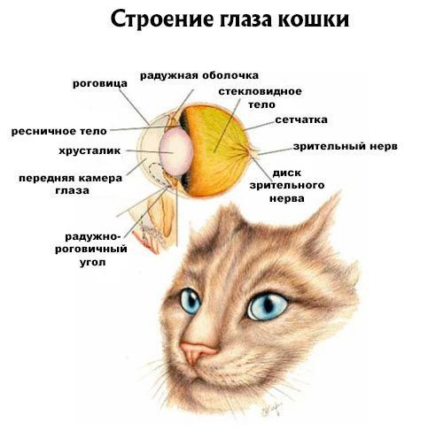 Как работает кошачий глаз