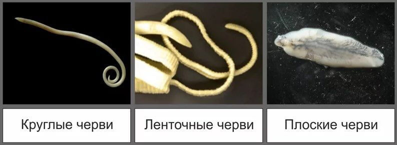 Глисты у собак