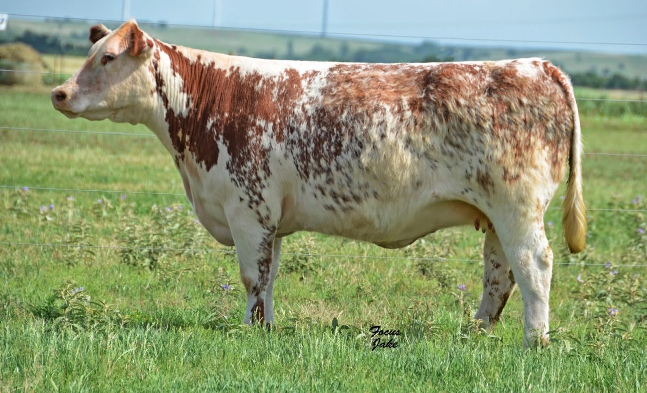 Монбельярдская корова