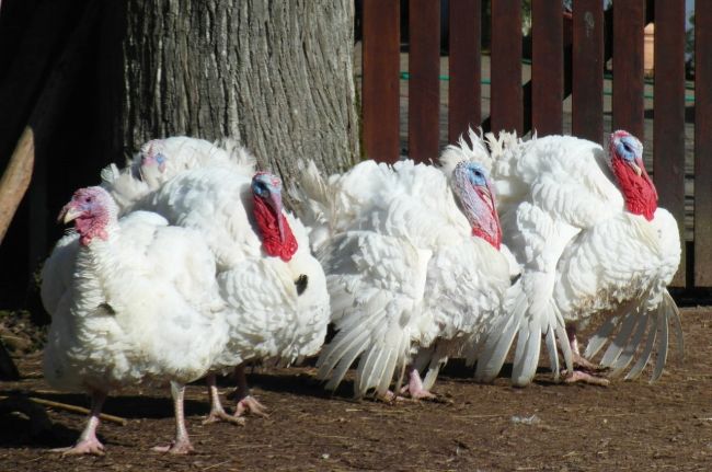 белые индюки