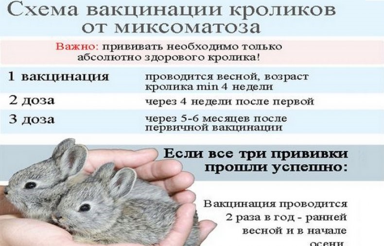 Схема вакцинации кроликов от миксоматоза