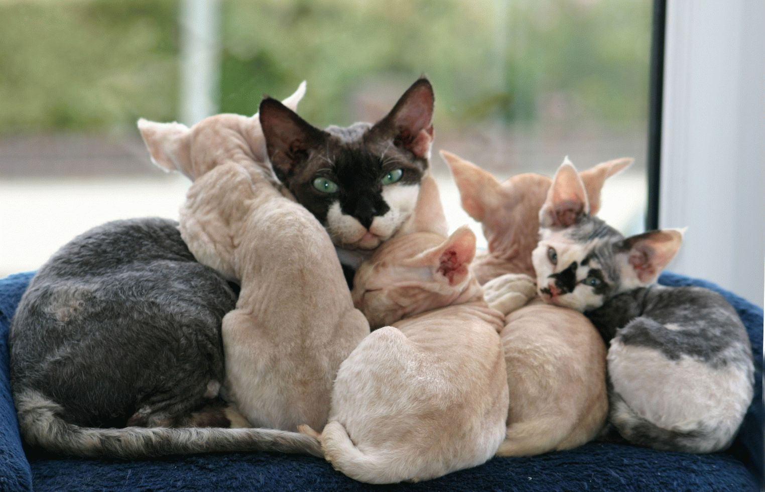 кот и котята девон рекс