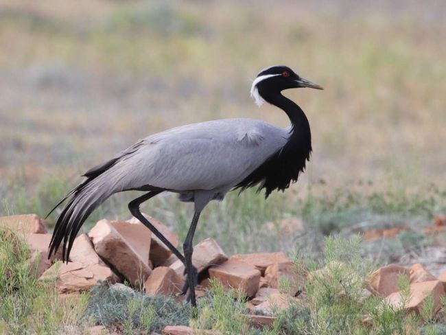 Grue Demoiselle (Grus Virgo)
