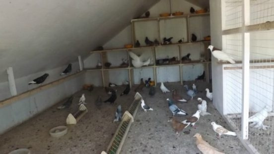 Широкая голубятня изнутри