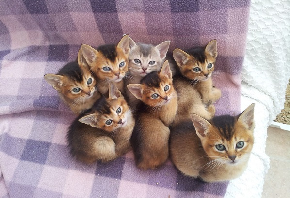 Котята аби
