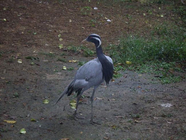 Чтобы привлечь самку, самец исполняет перед ней брачный танец.