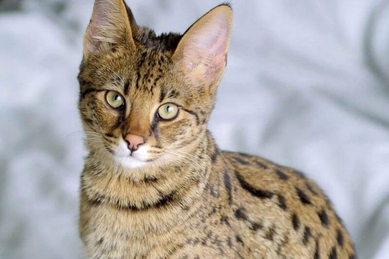 Европейская короткошерстная