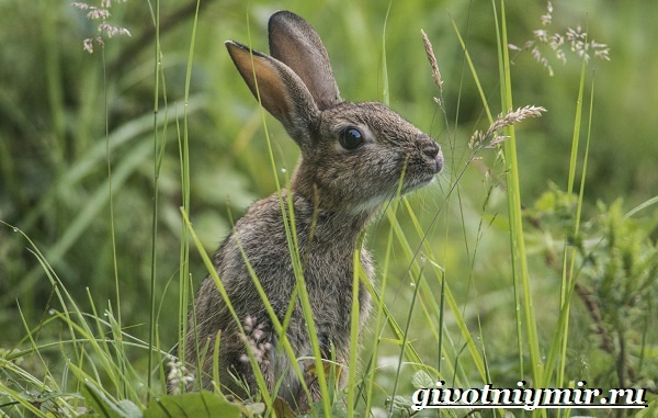 Уральские животные, птицы и растения, красная книга, разнообразие природы