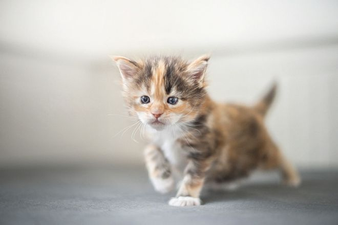 котенок мейн кун