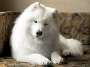 Собака в вашем доме