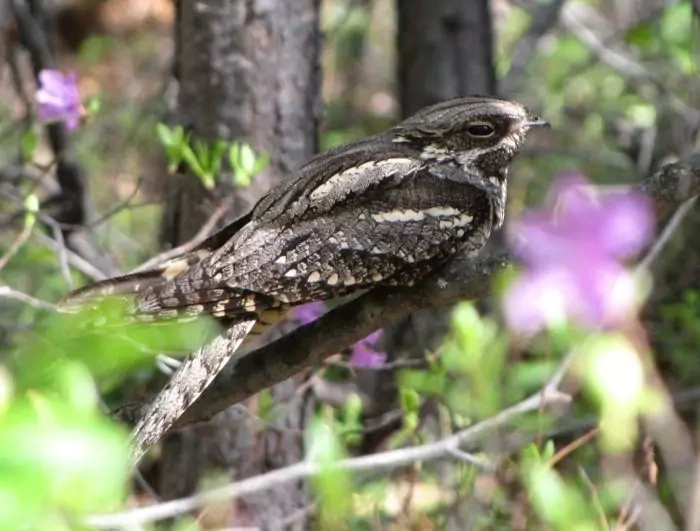 Обычная фотография или только козодой (Caprimulgus europaeus