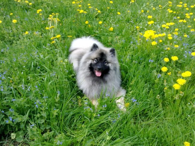 Идущий Вольфшпиц.