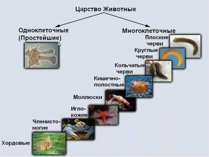 Классификация животных