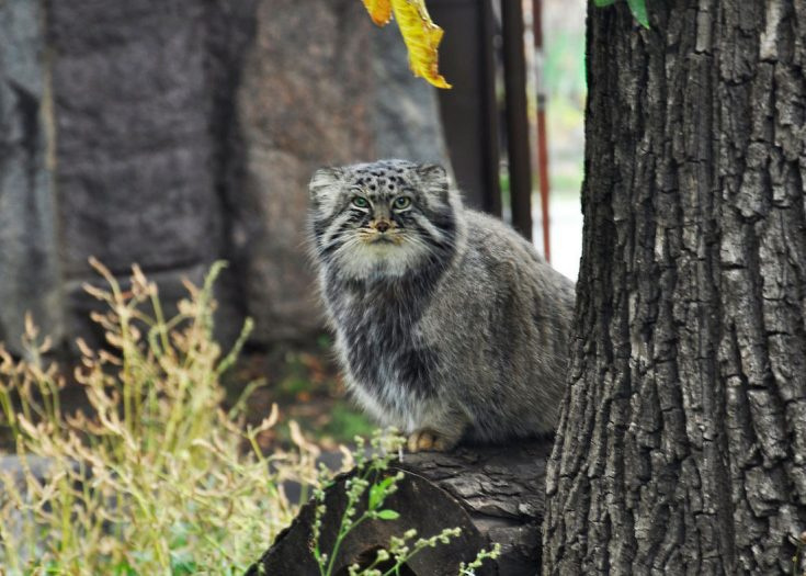 Кот Палласа