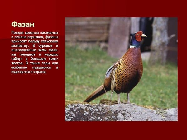 Птицеводство в России