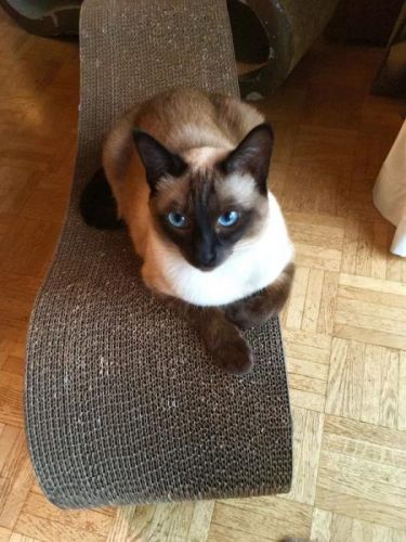 Кот на кровати