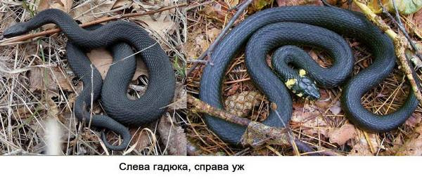 гадюка и уже