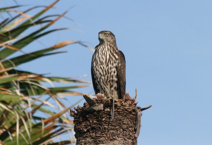 Австралийский ястреб-тетеревятник (Accipiter striatus) фото. 
