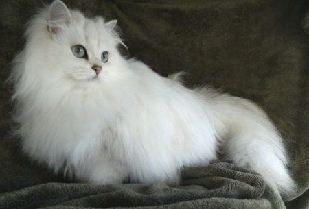 Жозефина белая длинношерстная кошка