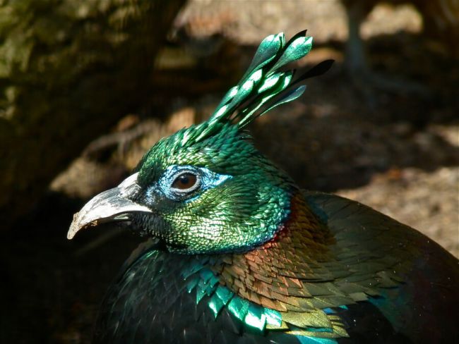 10 птиц с самыми красивыми хохолками